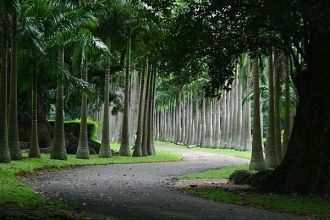 Парк в Нувара-Элия.