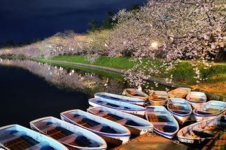 Цветущая весна в Аомори.