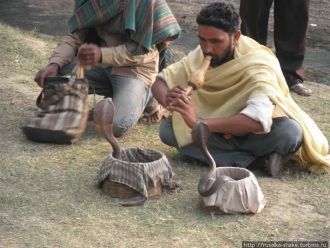 Местный житель усмиряющий кобру.