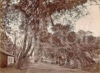 Калутара, 1875.