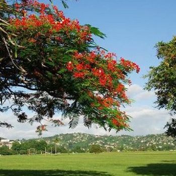 Куин Саванна Парк.