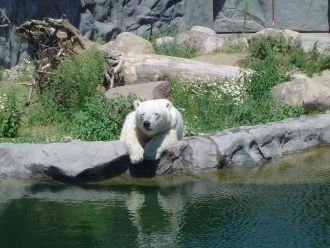 Зоопарк ZOOM.