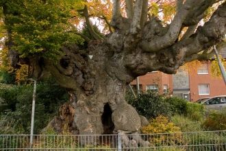 Древнее буковое дерево Швафхайма (Мёрс, 