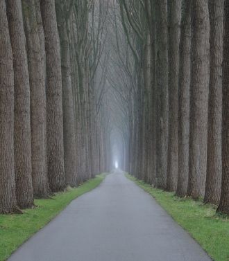 Тоннель деревьев в Дамме, Бельгия.