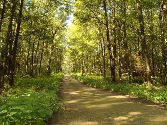 Лес в районе города.