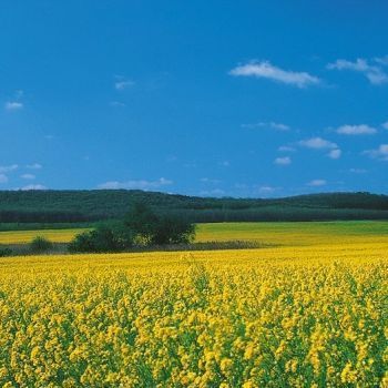 Окресности&nbsp;Айзенштадта.