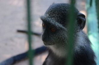 Житель зоопарка в городе Лубумбаши.