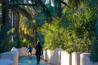 Пальмовая роща.