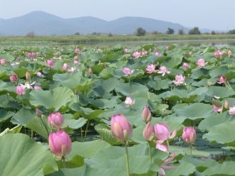 Лотосовое озеро