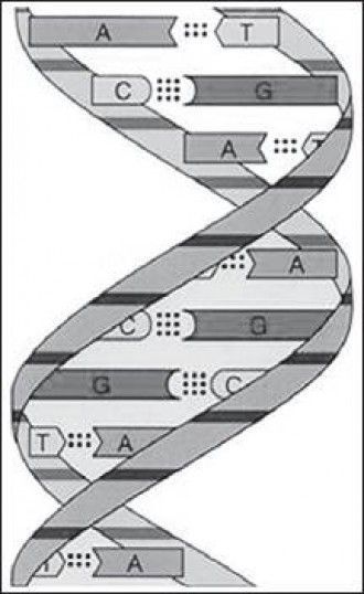 Открытие структуры молекулы ДНК