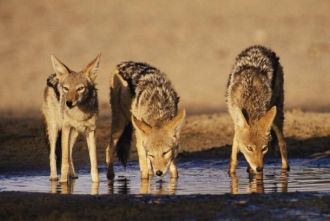 Практически уникальный случай: здесь вст