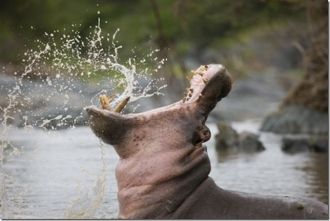 Браконьеры незаконно охотятся на животны