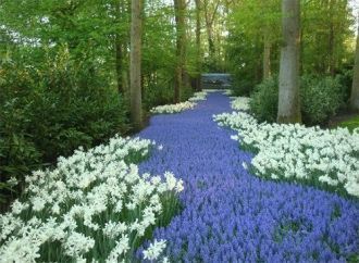 Кёкенхоф это царство луковичных растений