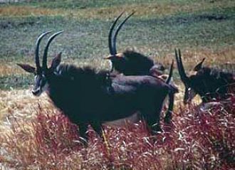 В Чобе обитает редкий вид антилоп — анти