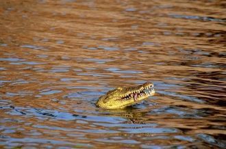 Крокодилов и бегемотов можно найти у вод