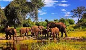 Безусловным «домом» слонов можно считать