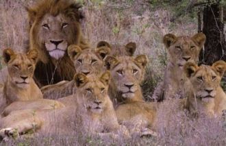 Прайды львов обычно насчитывают свыше 20