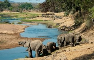 Слоны у реки Руаха.