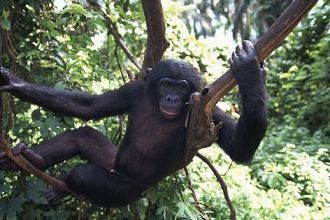 Бонобо — карликовый шимпанзе. 