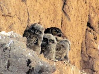 Руины Каса-Гранде.