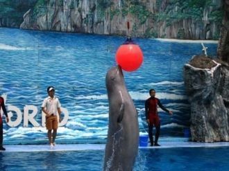 Морской Мир, который больше схож с тради