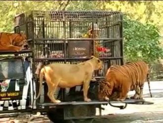 По территории парка идет дорога, по кото