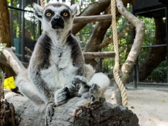 В Морском парке также обитают слоны, рыб