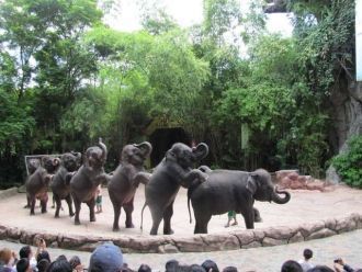 В программе имеется не менее семи шоу, в