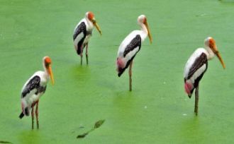 Также тут обитают крупные птицы: страусы