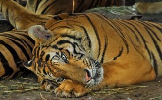 Перед открытием первых ворот голос работ