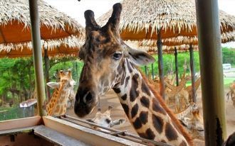 Платформа для кормления жирафов.