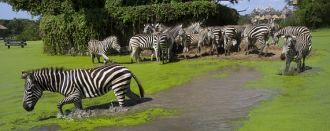 Сафари парк очень сильно отличается от п