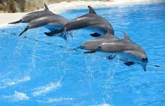 Морской Парк – дом огромного количества 