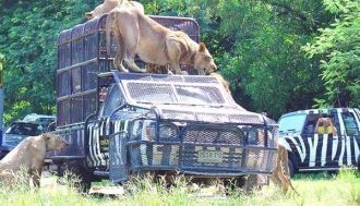 Даже зная, что животные досыта накормлен