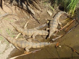 Крокодилы в заповеднике Каррамбин.