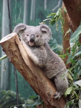 На языке австралийских аборигенов «коала