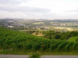 Виноградники Люксембурга расположены на 
