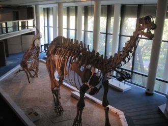 Скелеты динозавров в Южноафриканском изи