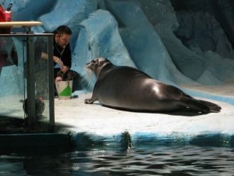 Благодаря морским обитателям Баренцева м