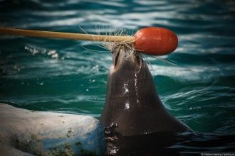 Тюлень-лахтахам, прозванный в народе мор