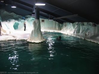 Огромный бассейн, где обитают тюлени-лах