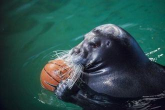 В аквариуме «Полярии» обитают редкие вид