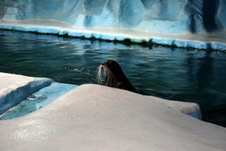 Тюлень-лахтахам