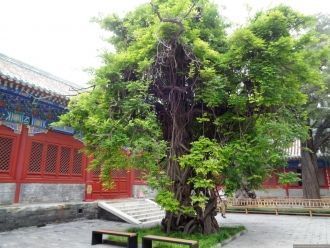 Шумный мегаполис словно теряет свою влас