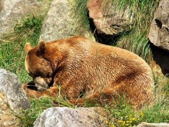 Медведь в альпийском зоопарке. Животные 