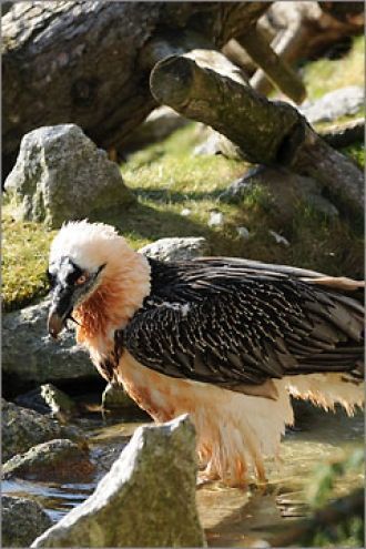 Альпийский зоопарк (Инсбрук)