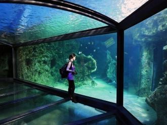 Посещение аквариума в Сиднее вызывает бу