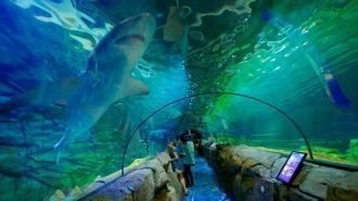 Стены подводного туннеля сделаны из акри