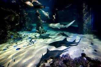 Сиднейский аквариум (Sydney Aquarium) уж