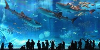 Аквариум в Барселоне продуман таким обра